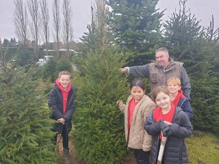 Christmas tree dig 2024